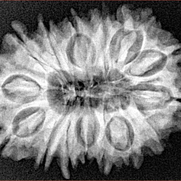 16 Mukhi Rudraksha 27.6mm 4.46gm - Xray