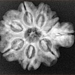 Sawar/Ganesh (7+1) 25.6mm 4.39gm - Xray