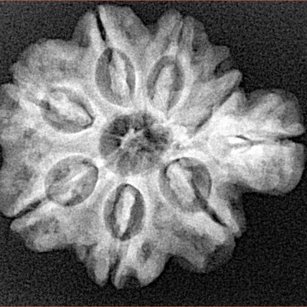 Sawar/Ganesh (7+1) 25.6mm 4.39gm - Xray