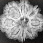 8 Mukhi Rudraksha 27.6mm 6.25gm - Xray