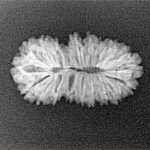 19 Mukhi Rudraksha 22.5mm 1.58gm - Xray