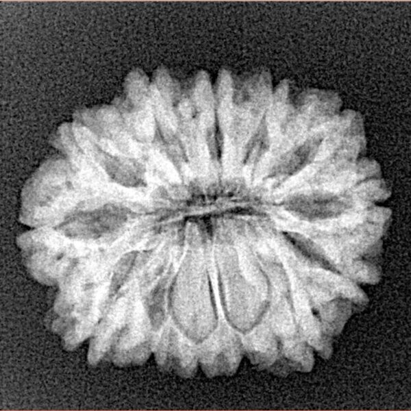 13 Mukhi Rudraksha 23.1mm 3.35gm - Xray