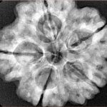 5 Mukhi Rudraksha 29.1mm 7.4gm - Xray