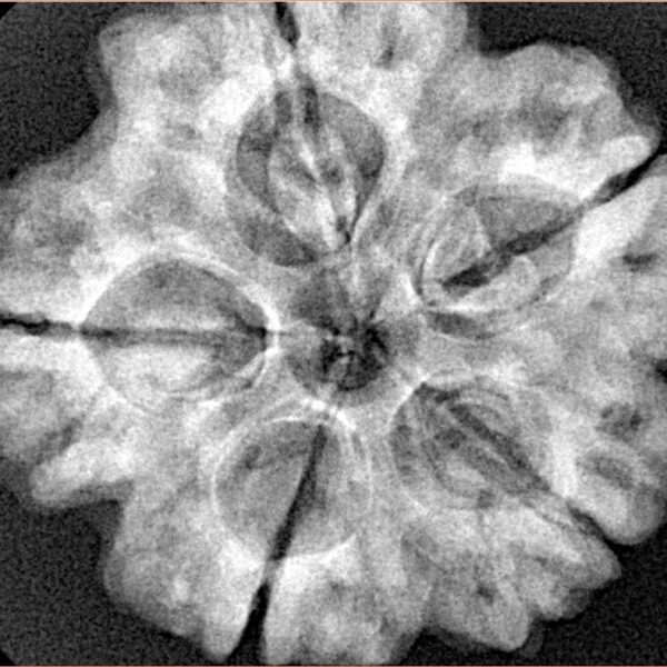 5 Mukhi Rudraksha 29.1mm 7.4gm - Xray