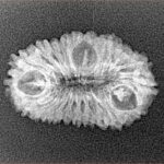 23 Mukhi Rudraksha 23.9mm 1.7gm - Xray